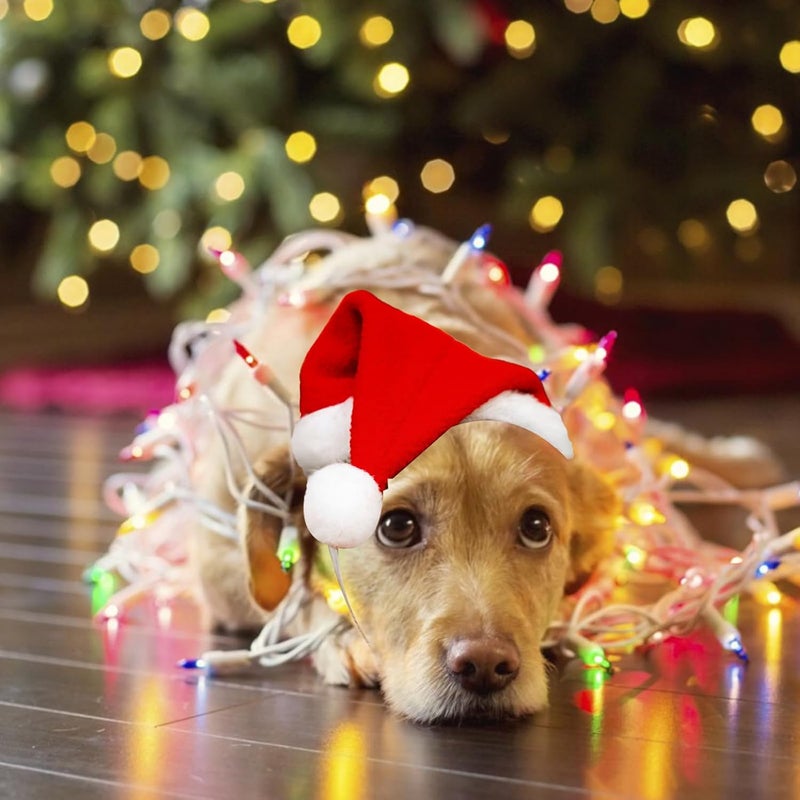 Dancepanda Mini Dog Santa Hat for Dogs Christmas Hat,Small Cat Santa Hats(Red) - Image 4
